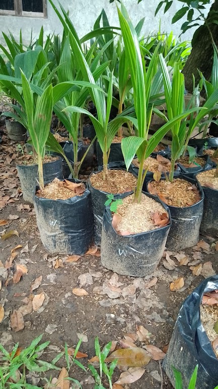 bibit tanaman buah kelapa wulung cepat tumbuh kalimantan timur Gunungsitoli