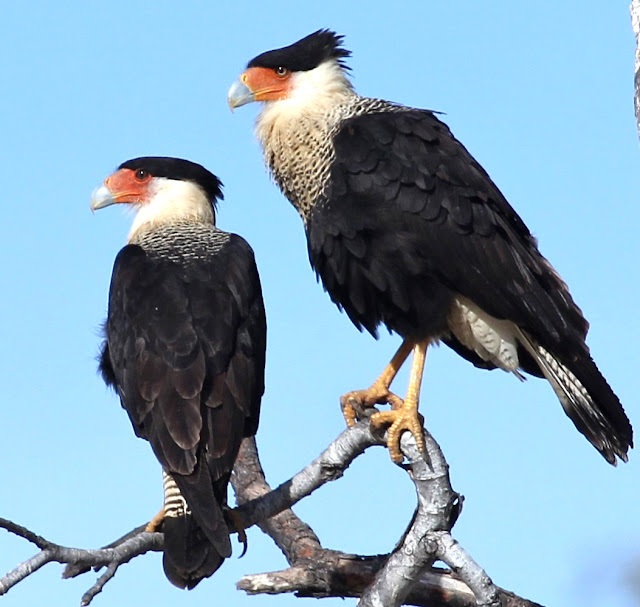 Aves de El Salvador