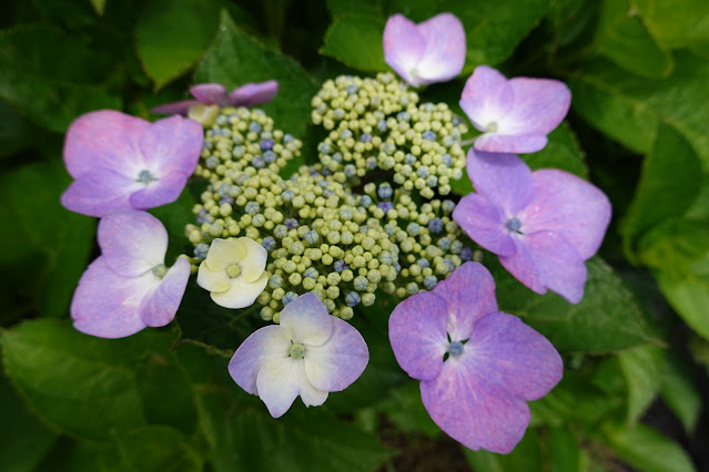 鳥取県西伯郡大山町宮内 アジサイ（紫陽花）