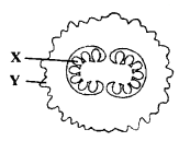 Biology MCQs for Class 12 with Answers Chapter 1 Reproduction in Organisms Q52