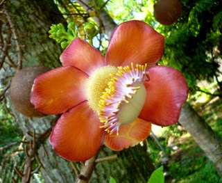 Flower of Salwa-Shorea Tree - Sal Mal