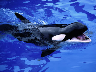 killer whales wallpapers