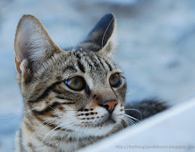 Dusky Beauty