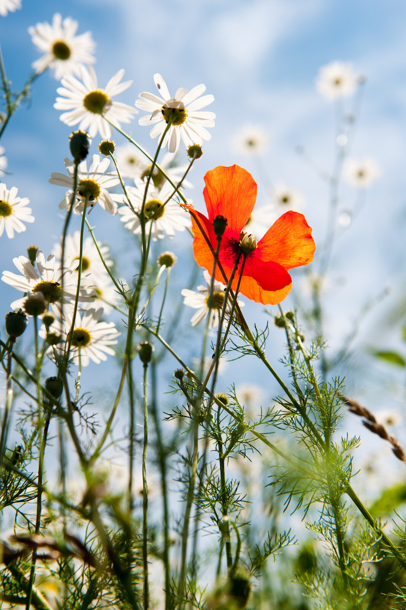 daisies and a orange butterfly