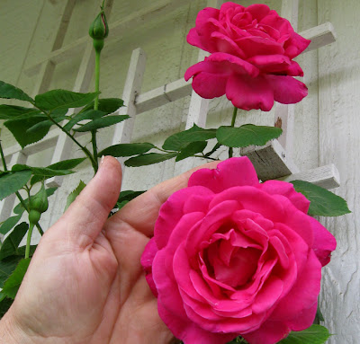 Annieinaustin, pink rose in hand