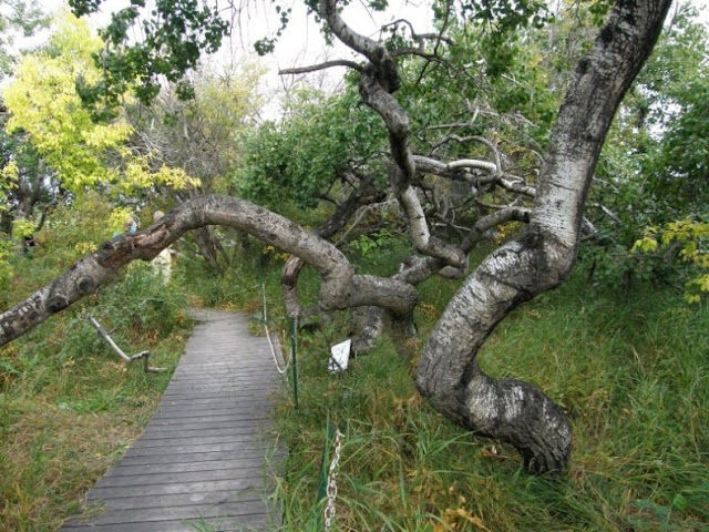 Crooked Bush, Crooked Trees Alticane are a grove of deformed trembling aspen trees of type Populus tremuloides Michx in Saskatchewan, Canada.