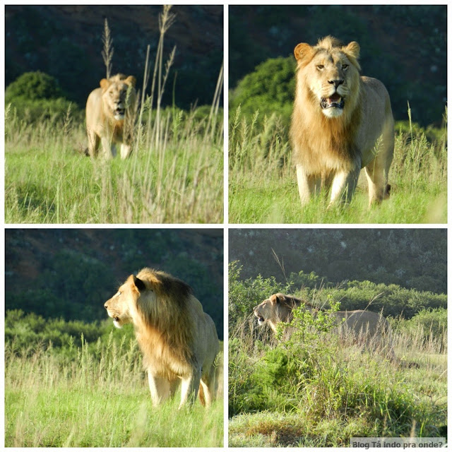 safári na Shamwari Game Reserve, África do Sul