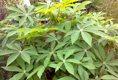 Ulam-ulaman dan Sayur-sayuran Kampung