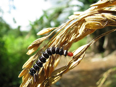 black and white caterpillar clip art. Black caterpillar with white