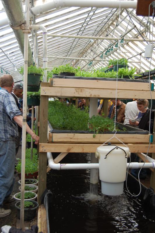 DIY Aquaponics System