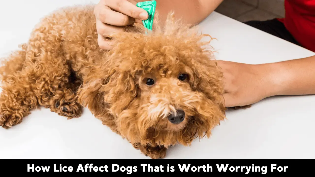 How Lice Affect Dogs That is Worth Worrying For
