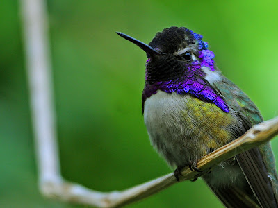 Hummingbird Wallpaper