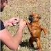 Tiny Dog Throws the Best 'Dirty Looks' When Anyone Comes Near Her Owner's Boyfriend