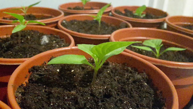 Project 366 2016 day 106 - Chillis // 76sunflowers