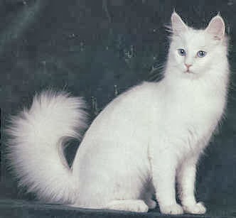 Perbedaan Kucing Persia dan Kucing Anggora  Drh. Fira Sovica