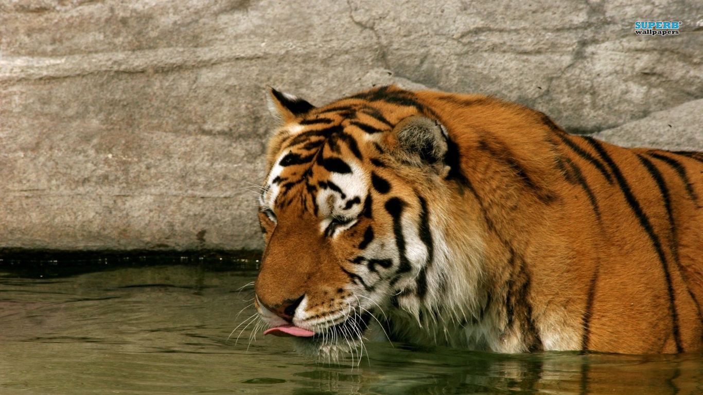 Wallpaper Harimau Gambar dan Wallpaper