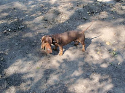 Strong Dachshund Seen On www.coolpicturegallery.us