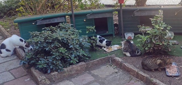 Photo 10/18 - Les chats sont nourris par les...