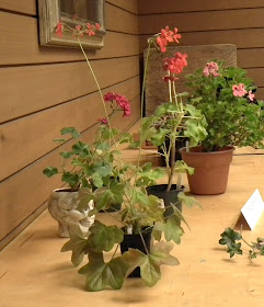 flowers - show and tell area