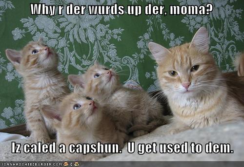 funny kittens with captions funny kittens with captions funny kittens ...