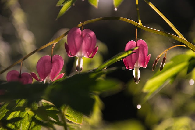 Serduszka okazała - Dicentra spectabilis