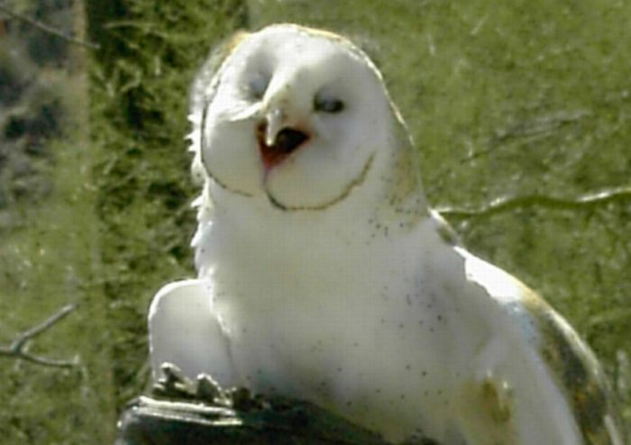 pictures-of-funny-laughing-owls