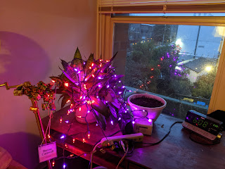 BIg pot of Mother in Law tongue with red and purple lights and various window reflections