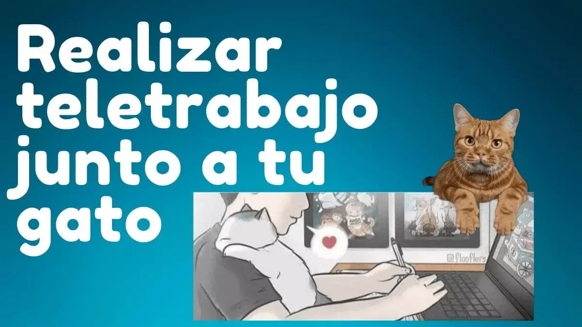 REALIZAR TELETRABAJO JUNTO A TU GATO