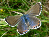 Adonis Blue (2021)