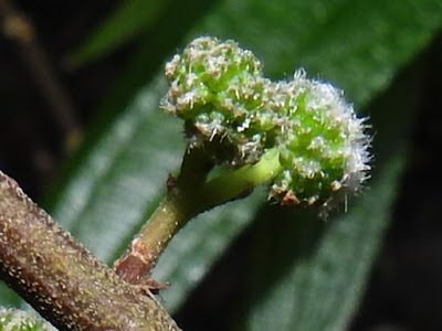 水麻的雌花