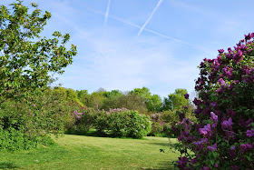 Lilac in Withdean Park