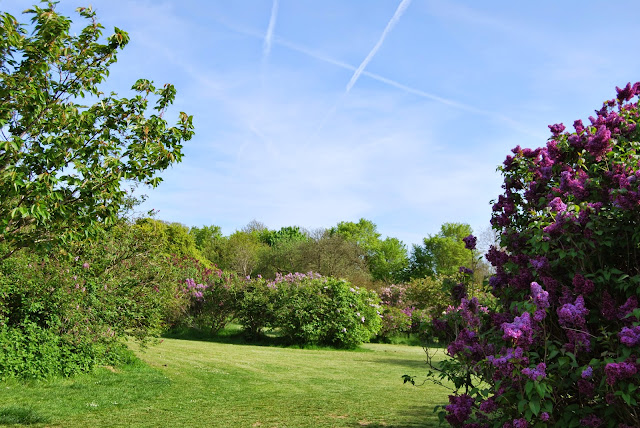 Lilac in Withdean Park