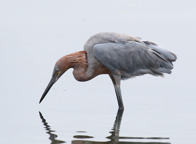 Reddish Egret