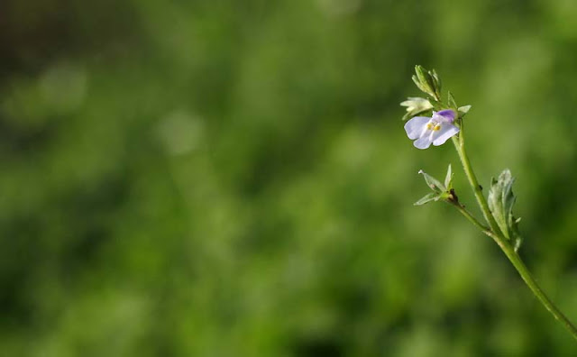 Mazus Japonicus Flowers Pictures