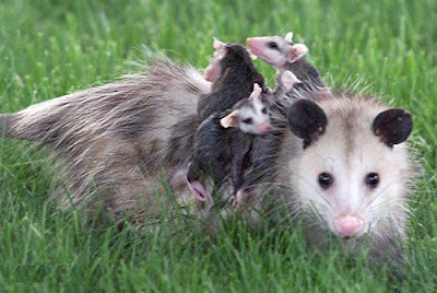 Possums have one of the shortest pregnancies at 16 days