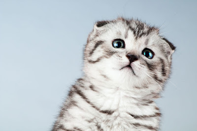 Kucing Scottish Fold