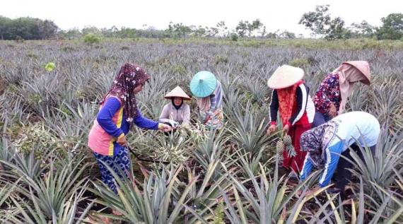 Lahan Gambut Eks Kebakaran Disulap Jadi Kebun Nanas