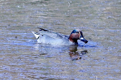 Green-winged Teal - winter visitor