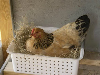 Low Cost Chicken Nesting Boxes