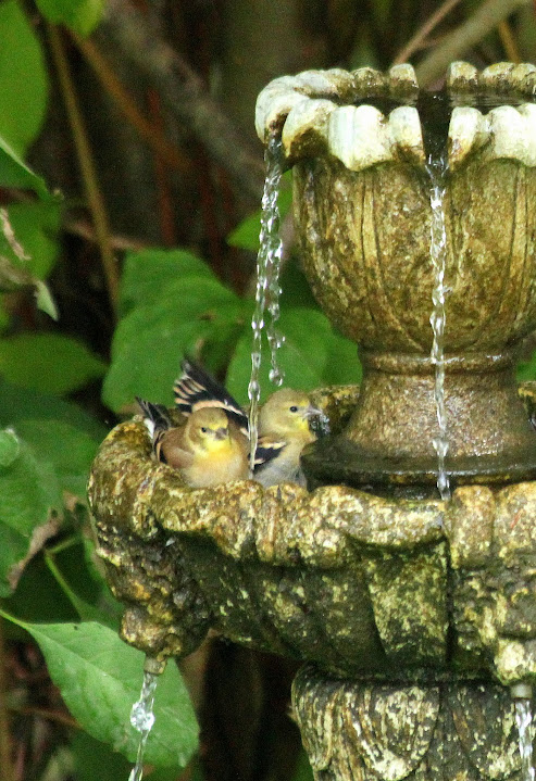 A duet of American goldfinches 