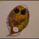Visualizza album