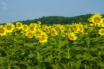 field of sunflowers photo by mbgphoto