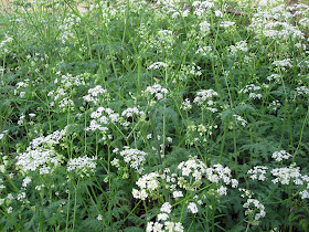 A mass of cow parsley, Anthriscus sylvestris, in High Elms Country Park on Easter Monday, 25th April 2011. It is a common hedgerow plant in this area.