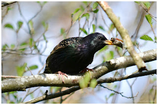 Szpak zwyczajny (Sturnus vulgaris)