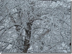 snow 003