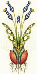 Codex seraphinianus 2334