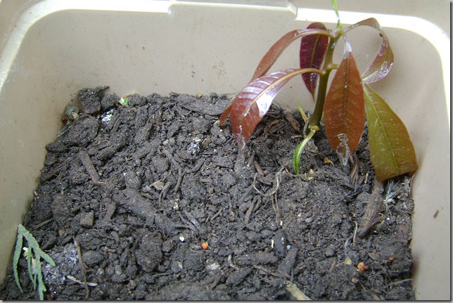 The Mango tree is growing...