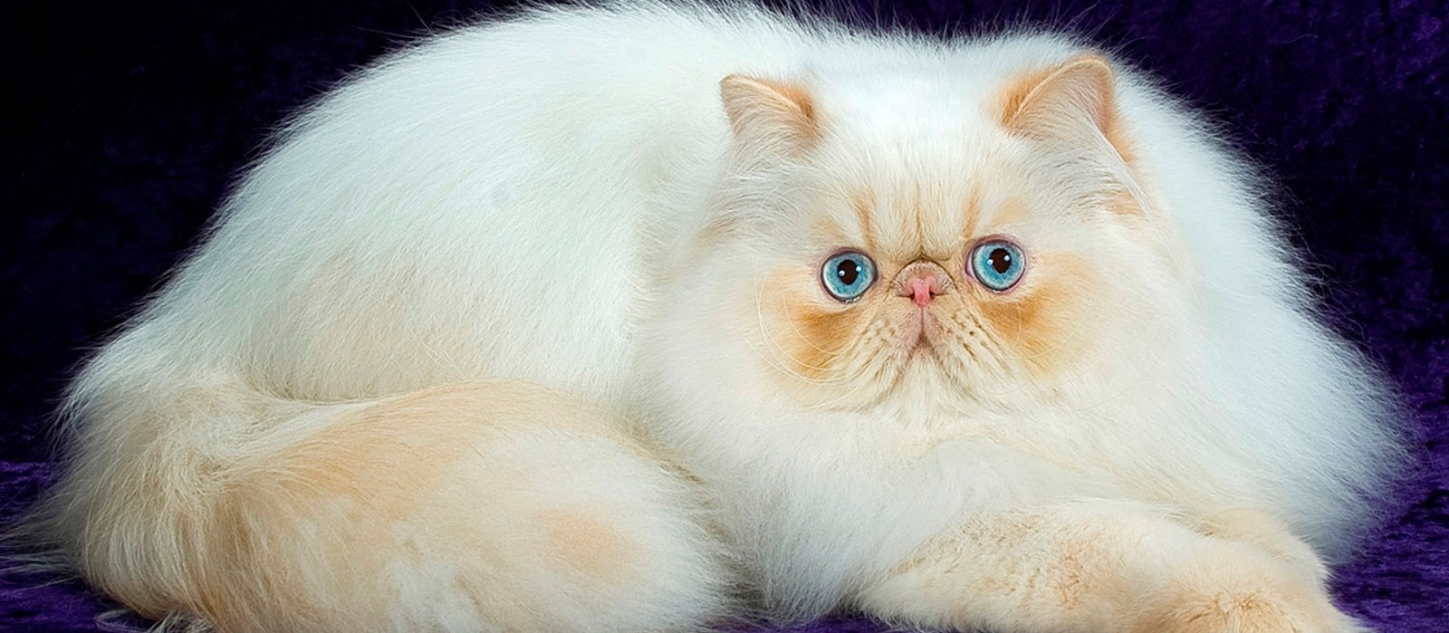 BUAT MUA MUANYA NIH KEMMACHOYS LGI MAU TEBARPESONA Gambar Kucing Lucu