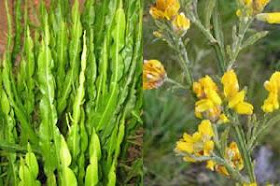Carqueja Baccharis trimera
