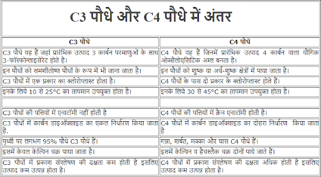 C3 पौधे और C4 पौधे में अंतर - Difference between C3 and C4 Plants in Hindi